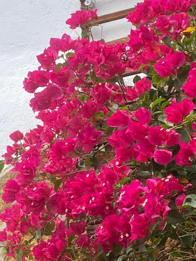 Appartamento Cortijo Perejil, A Tranquil Mountain Escape & Private Pool Oria Esterno foto